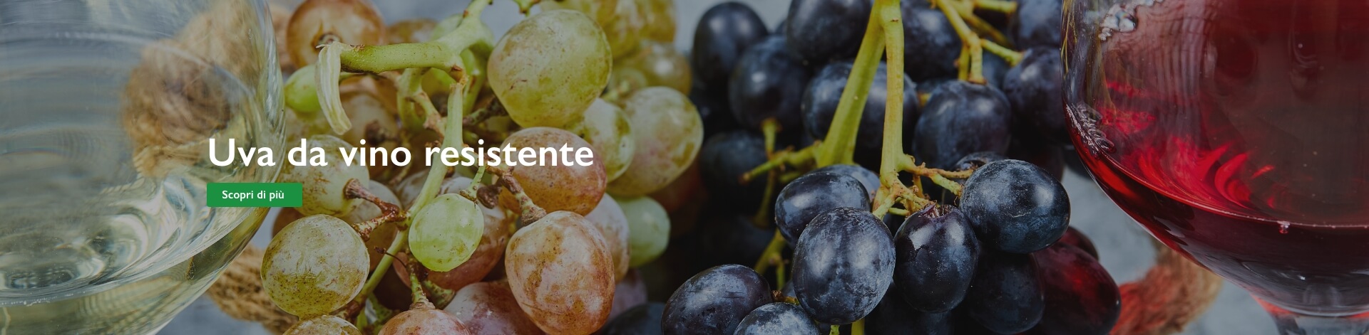 uva da tavola resistente